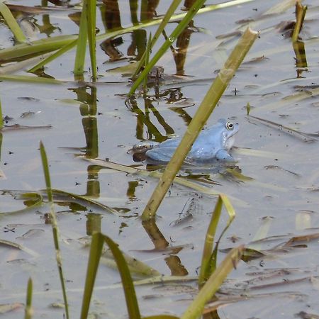 Apartament Zur Amsel Damnatz Zewnętrze zdjęcie
