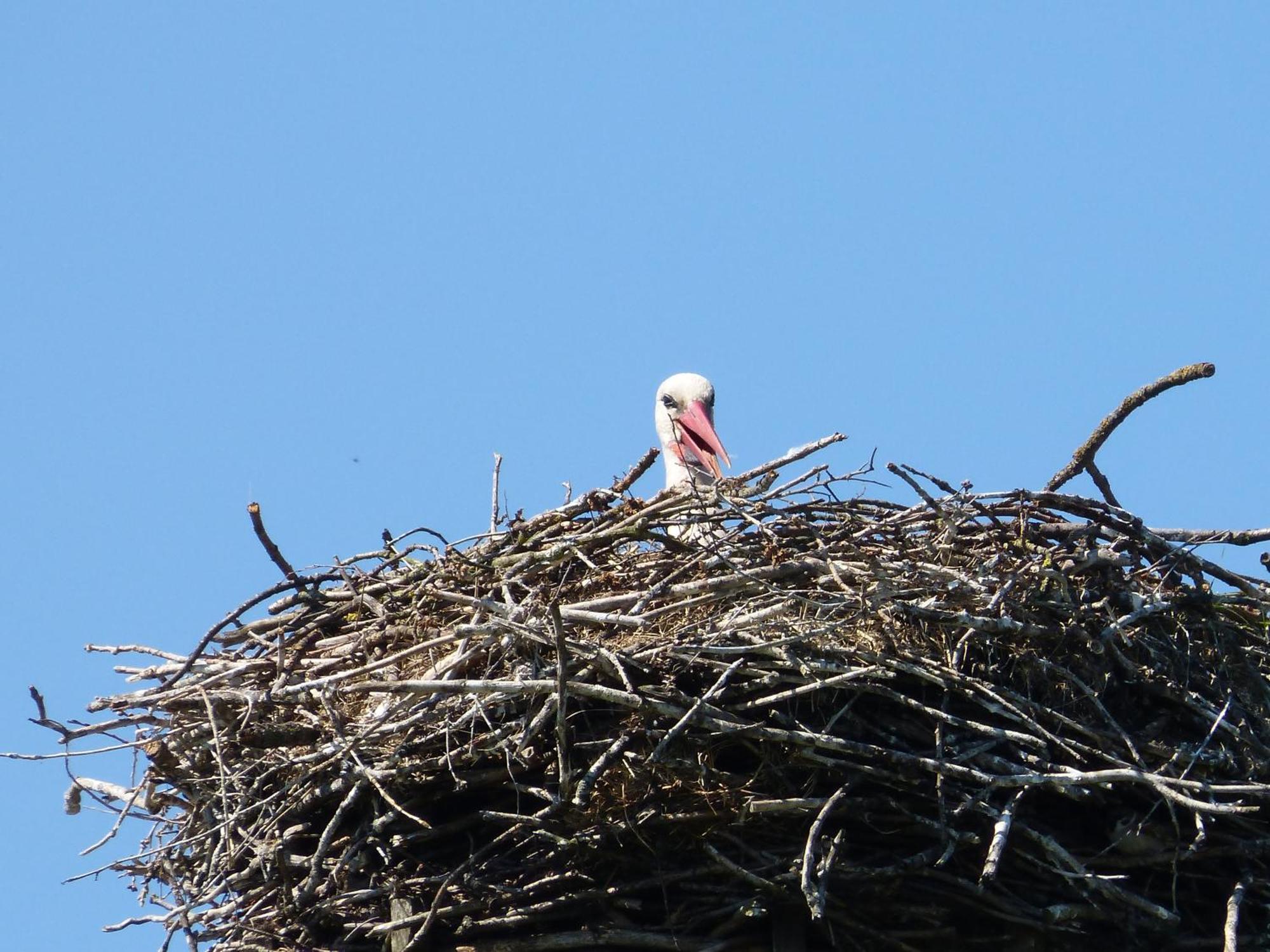 Apartament Zur Amsel Damnatz Zewnętrze zdjęcie